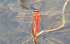 Crocothemis servilia