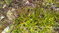 Veronica gentianoides