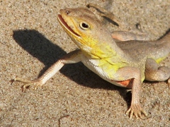 Holbrookia propinqua