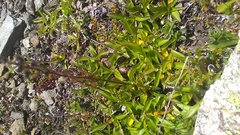 Veronica gentianoides