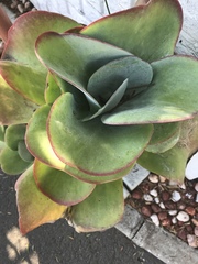 Kalanchoe luciae