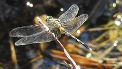 Orthetrum serapia
