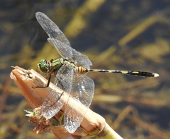 Orthetrum serapia