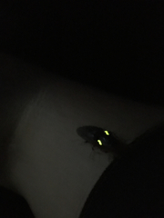 Deilelater physoderus