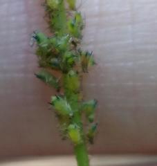 Impatientinum asiaticum