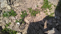 Veronica telephiifolia