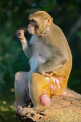 Macaca mulatta