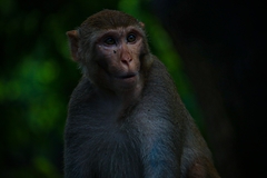 Macaca mulatta
