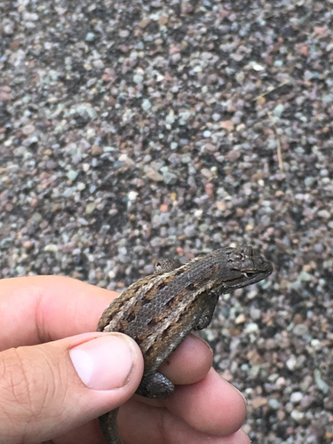 Sceloporus cowlesi