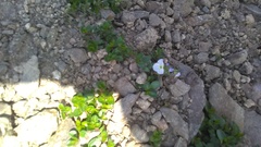 Veronica telephiifolia