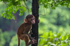 Macaca mulatta