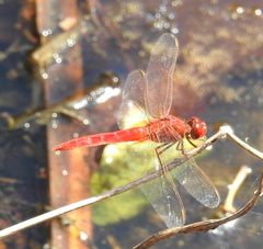 Crocothemis servilia