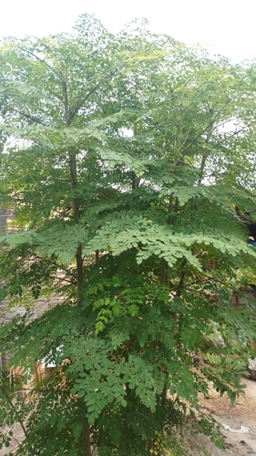 Moringa tree