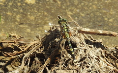 Orthetrum