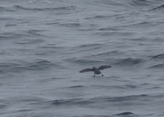 Ptychoramphus aleuticus