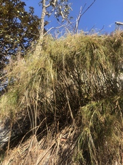 Cyperus leptocladus