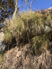 Cyperus leptocladus