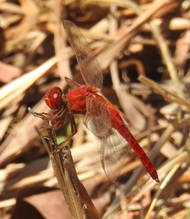 Crocothemis servilia