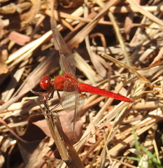 Crocothemis servilia