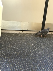 Columba livia domestica