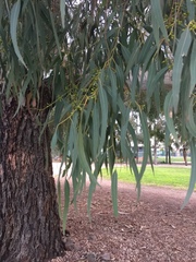 Eucalyptus viminalis pryoriana
