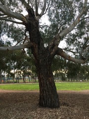 Eucalyptus viminalis pryoriana