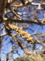 Cussonia natalensis