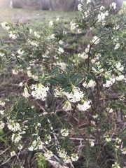 Pimelea stricta