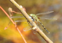 Orthetrum