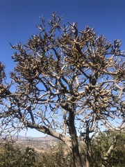 Cussonia natalensis