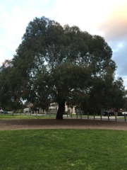 Eucalyptus viminalis pryoriana