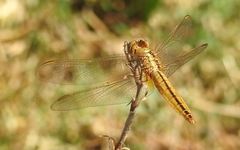 Crocothemis servilia