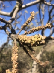 Cussonia natalensis