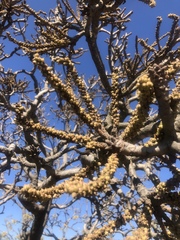 Cussonia natalensis