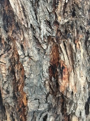 Eucalyptus viminalis pryoriana