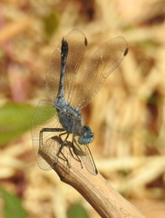 Diplacodes trivialis