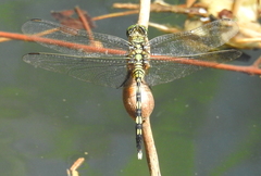 Orthetrum serapia
