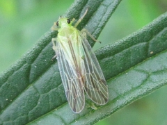 Catullia vittata