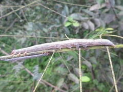 Spirama retorta
