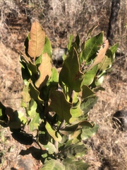 Acokanthera rotundata