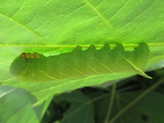 Clanis bilineata