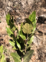 Acokanthera rotundata