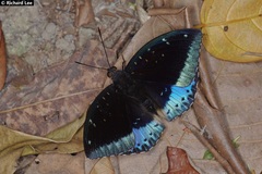 Lexias dirtea merguia
