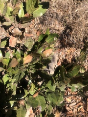 Acokanthera rotundata