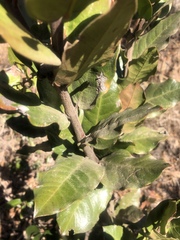 Acokanthera rotundata