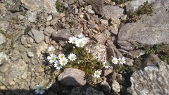 Dichodon cerastoides
