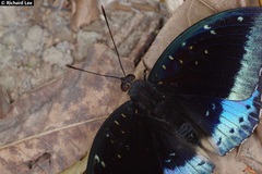 Lexias dirtea merguia