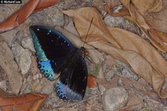 Lexias dirtea merguia