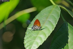 Drupadia ravindra moorei