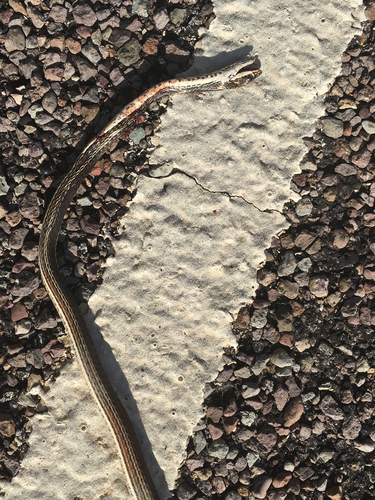 Masticophis taeniatus